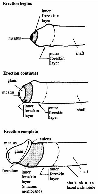 Graphic: Penis Erection Phases